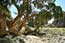 кипарисы в Тамрите на плато Тассили Н'Аджер. Такой вид больше нигде не встречается. Всего здесь около 100 деревьев, самым древним - 4500-5000 лет