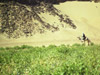 Вади Тин Тарабин  - отличное пастбище для верблюдов. Фото: Ольга Соколовская