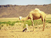 Верблюжонок был плюшевый. Дэл сказал, что малыш родился накануне. Фото: Ольга Соколовская